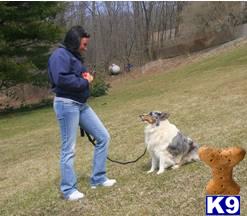 Rescue Dogs